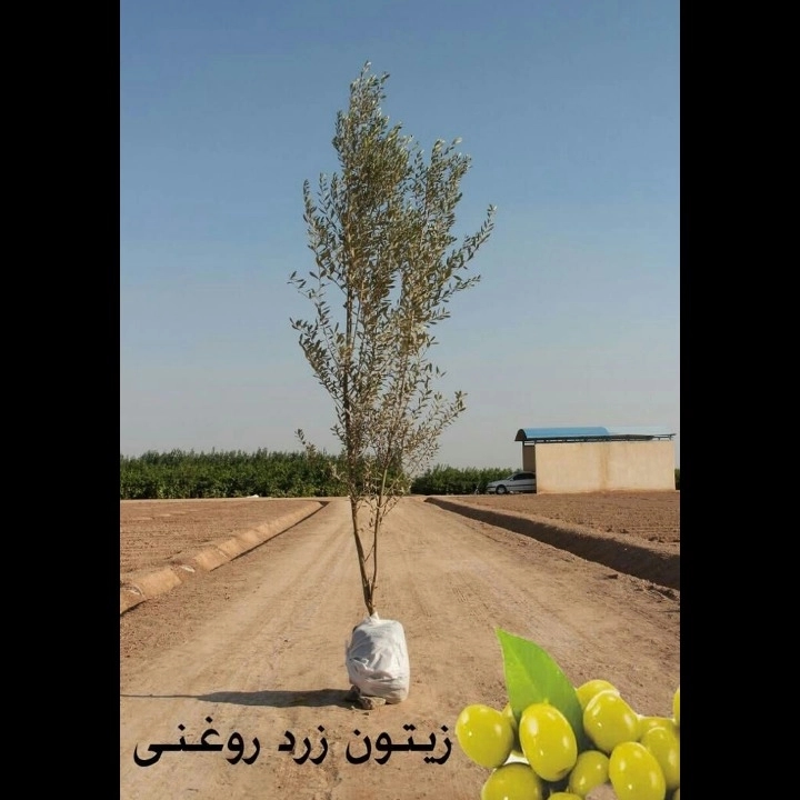 1693911763435.webp