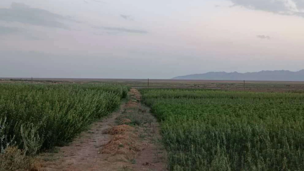 ویدیو های نهالستان حیدران