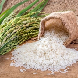 بازرگانی برنج کهنسال تولید و عرضه مرغوبترین برنج دانه بلند در گیلان