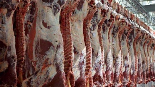 جوجه شتر مرغ و گوشت شترمرغ