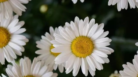 باغچه حیاط چه بکاریم