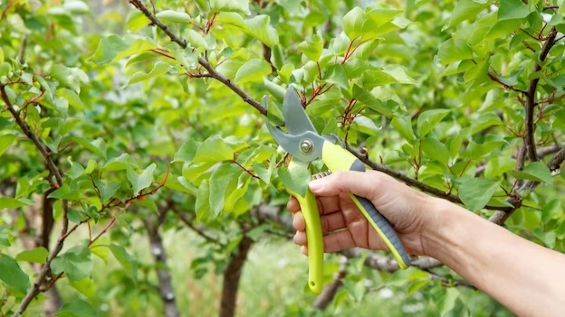 فواید هرس برای گیاهان و درختان