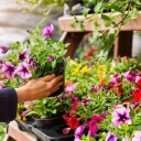 گل فروشی احسان کلاسیک در ارومیه