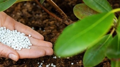 اصول کوددهی درختان و انواع آن