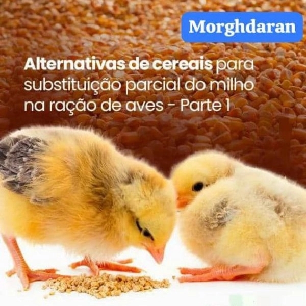 1699699742655.webp