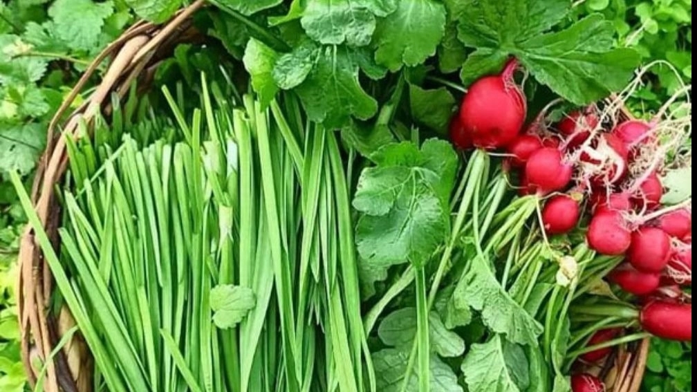 خواص انواع سبزی خوردن