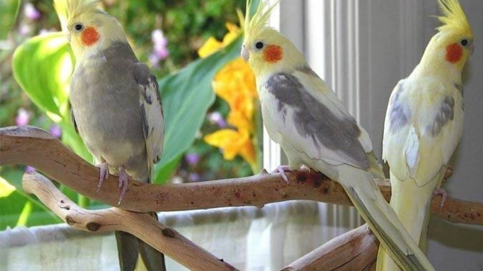 طوطی آرمین پاروت