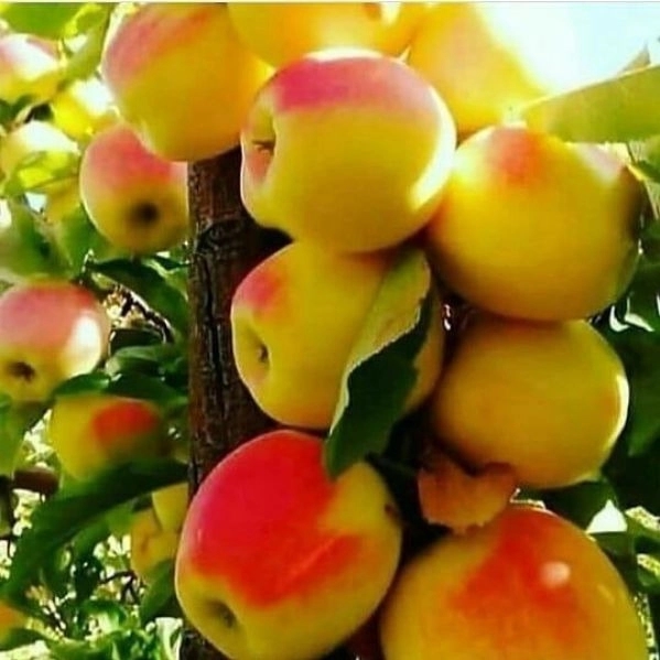 1703747357991.webp