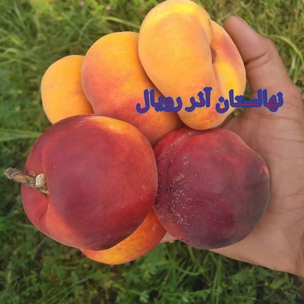 1703747498312.webp