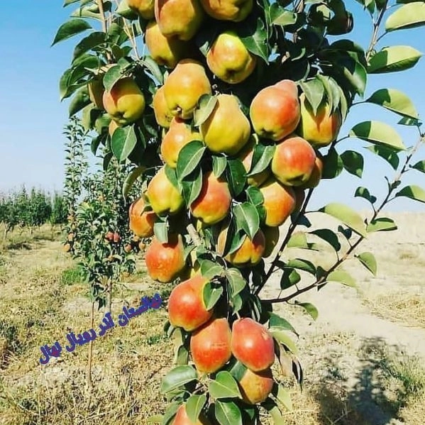 1703747571538.webp