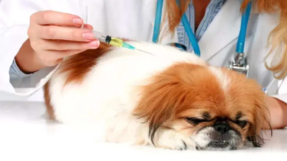 توله‌سگ‌ها به کدام واکسن نیاز دارند؟