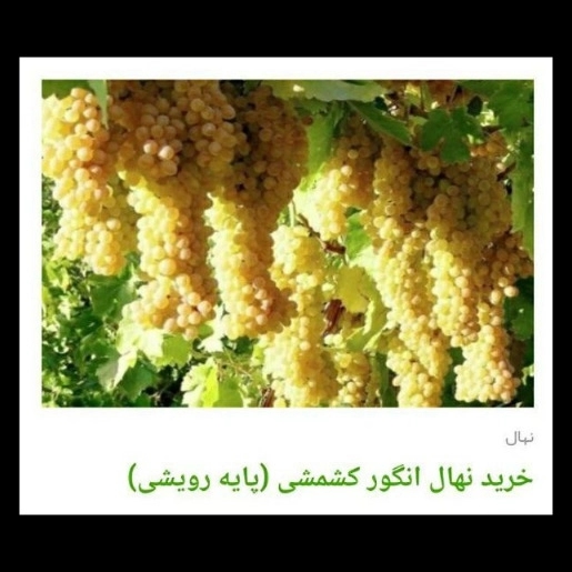 1705819431732.webp