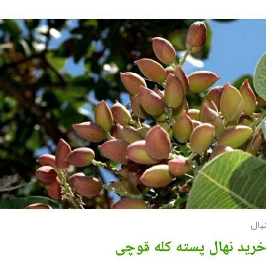 1705830228969.webp