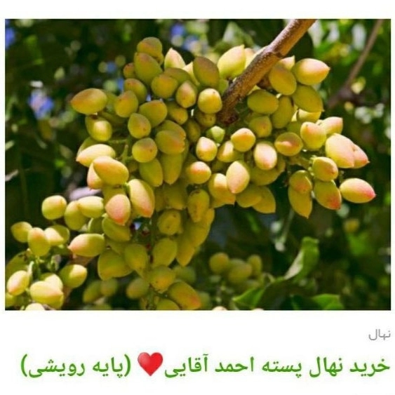 1705830246108.webp