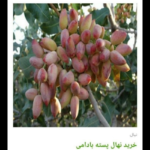 1705830278844.webp