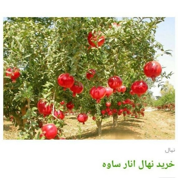 1705830365771.webp