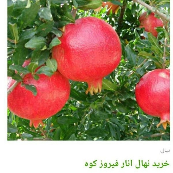 1705830373136.webp