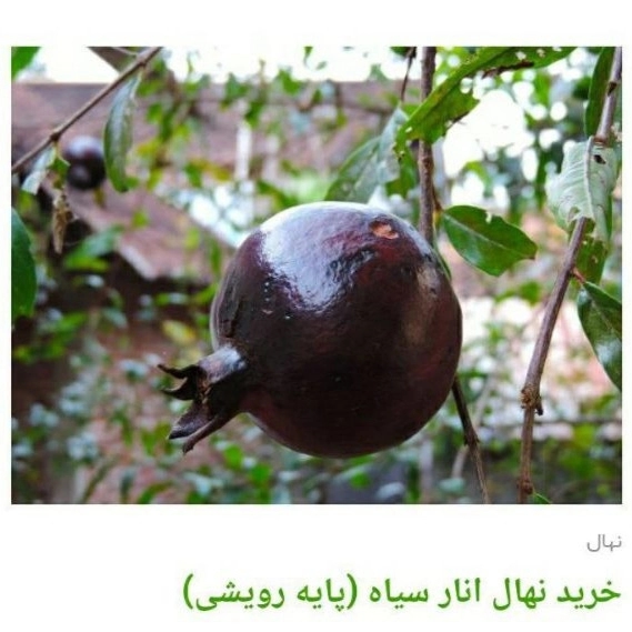 1705830389850.webp