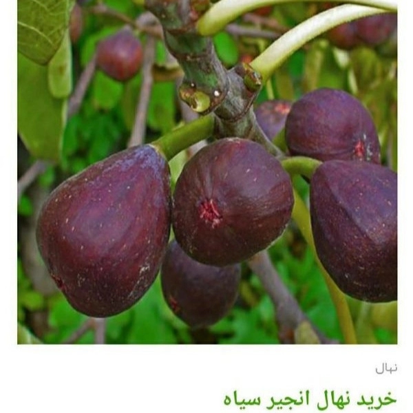 1705830526276.webp