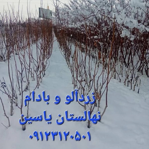 1706343125222.webp