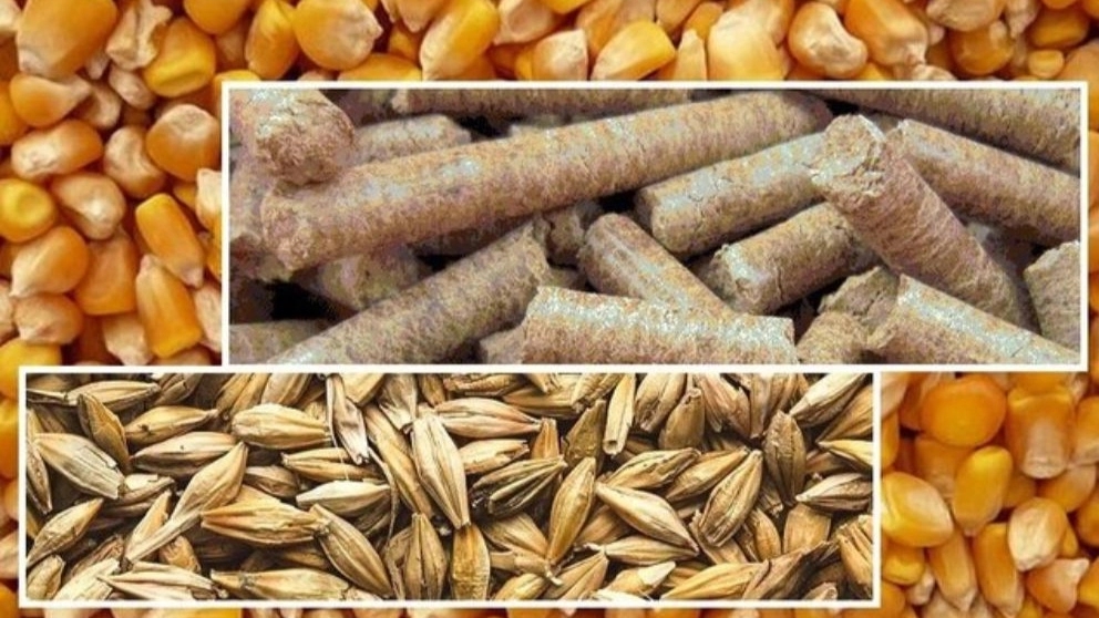 دانه های مورد استفاده در خوراک دام و طیور