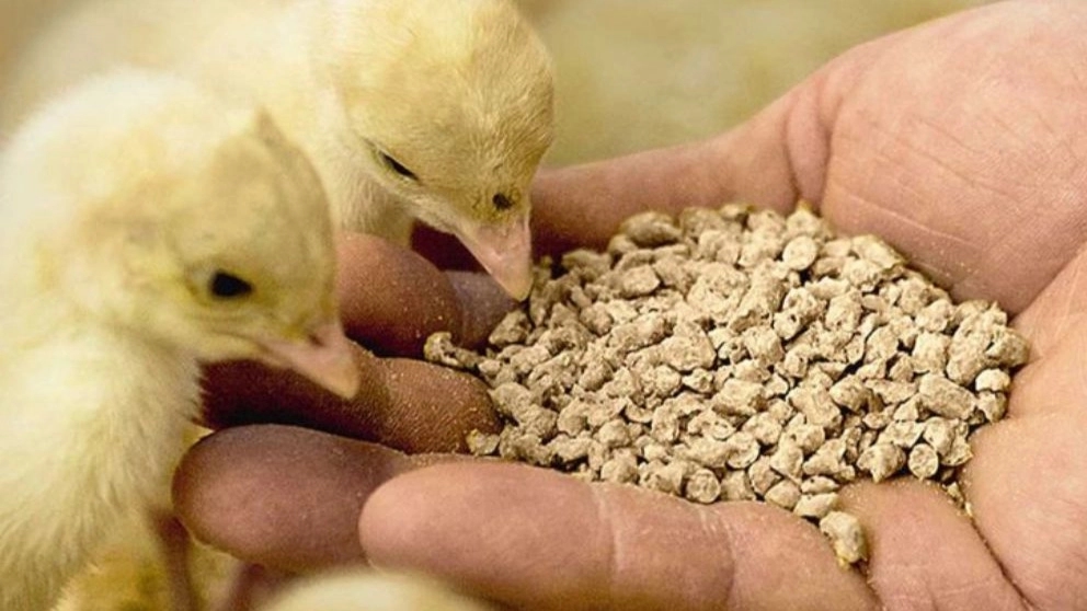 منابع خوراک دام و طیور