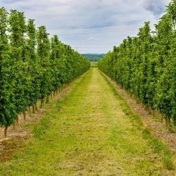 نهالستان و باغستان پاشازاده در آذربایجان شرقی میانه
