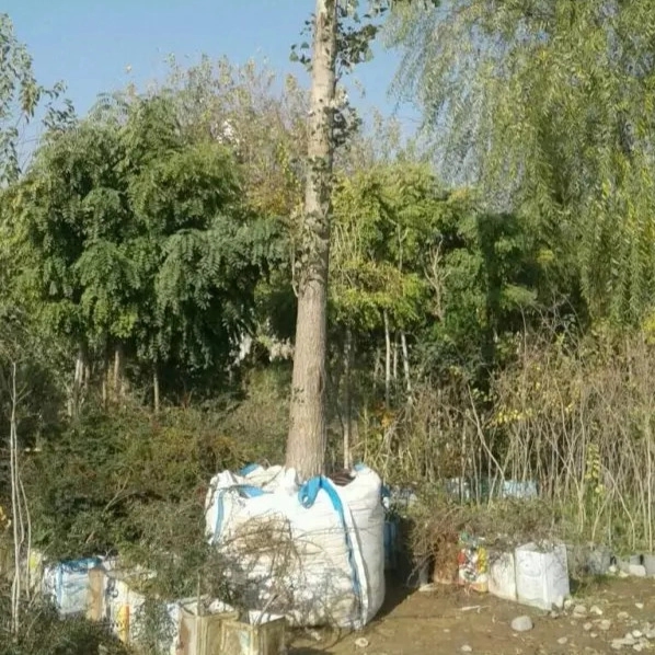 1714629689449.webp