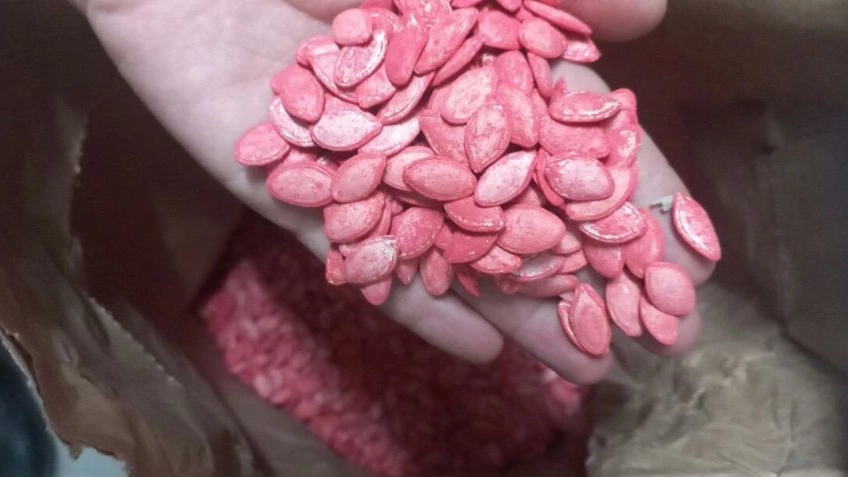 بذر کدو هیبریدی گلوبال