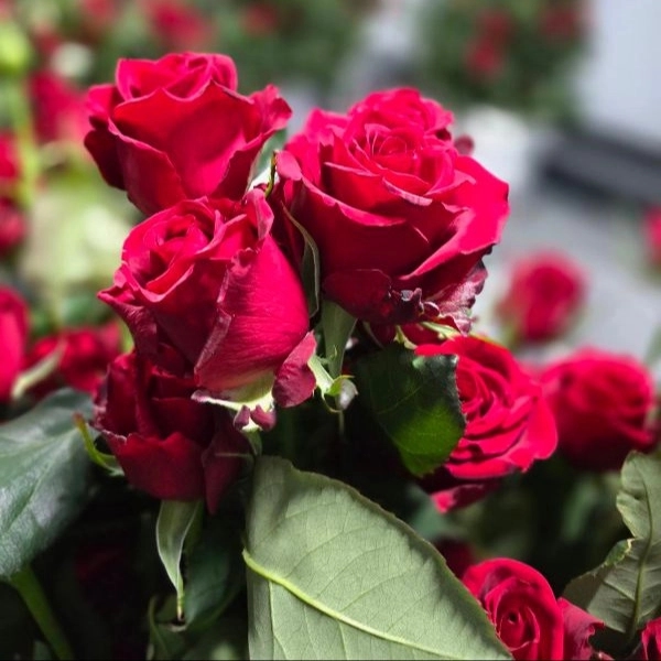 1723108214882.webp