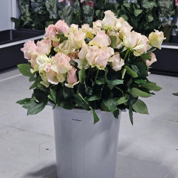 1723108342447.webp