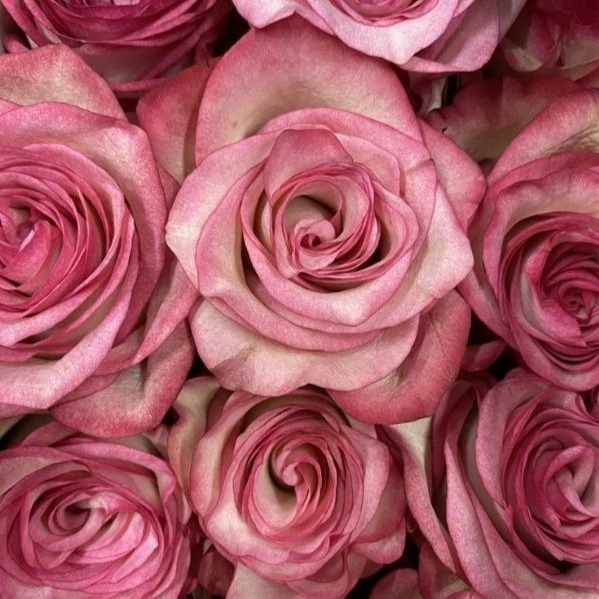 1724651237455.webp