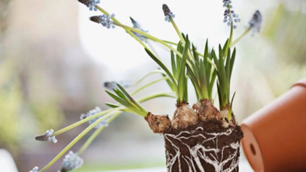 بهترین ترکیب خاک گل‌های آپارتمانی