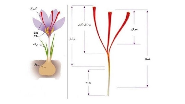 اجزای زعفران اجزای زعفران