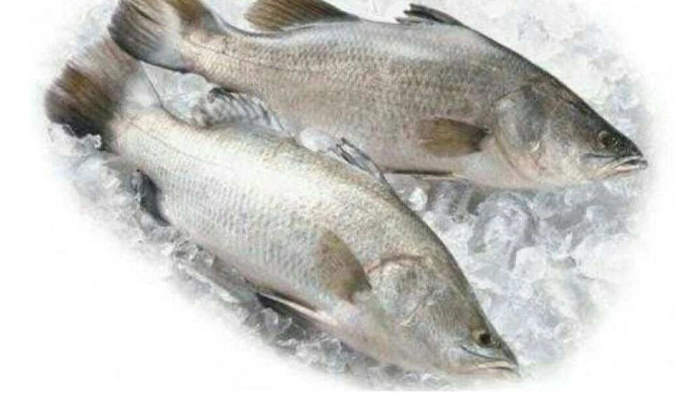 ماهی های سی بس