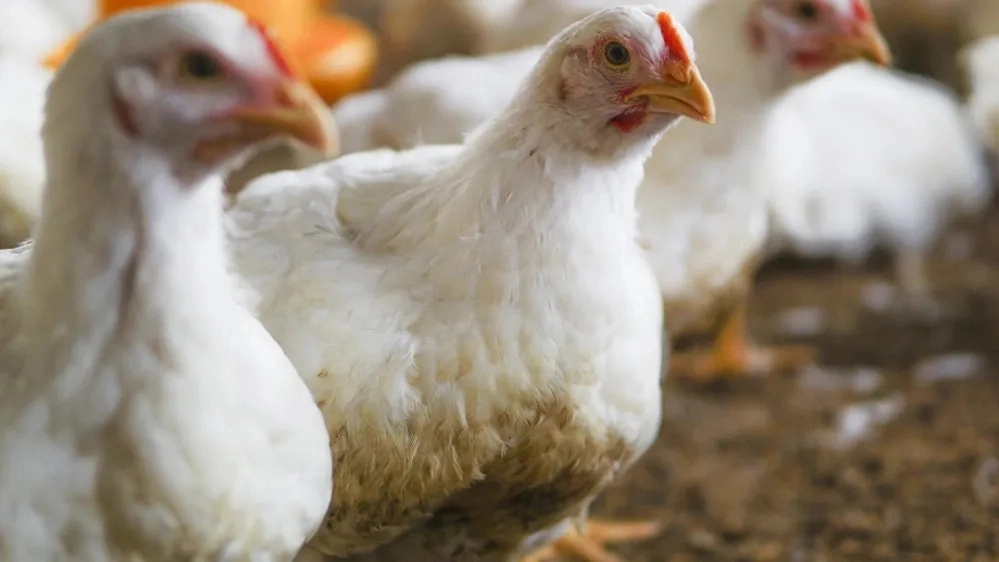 بررسی طعم مرغ ارگانیک سوپر چیکن