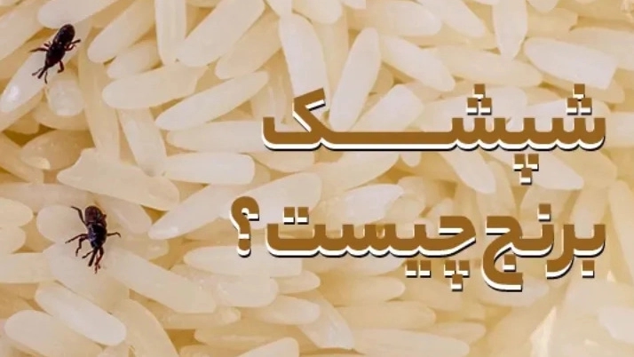 راههای جلوگیری از شپش زدن برنج راههای جلوگیری از شپش زدن برنج