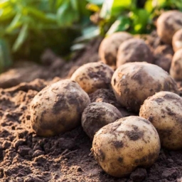 فروش عمده سیب زمینی و پیاز