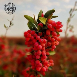 نگین سرخ