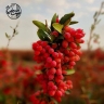 نگین سرخ