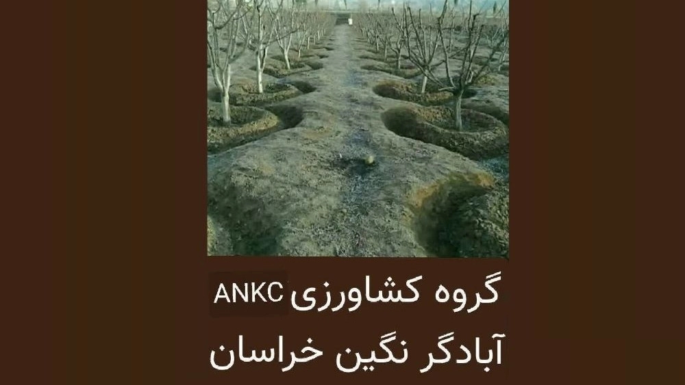 تامین نهال مثمر و غیر مثمر در جغتای خراسان رضوی تامین نهال مثمر و غیر مثمر در جغتای خراسان رضوی
