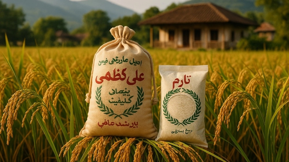 راهنمای خرید برنج طارم و علی کاظمی اصل از برنج میراث در فومن