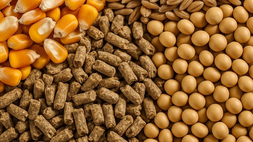 فروش انواع خوراک دام با قیمت مناسب بازرگانی طالبی کرج
