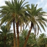 نخل ماهر نواصری
