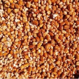 خشکبار گلستان