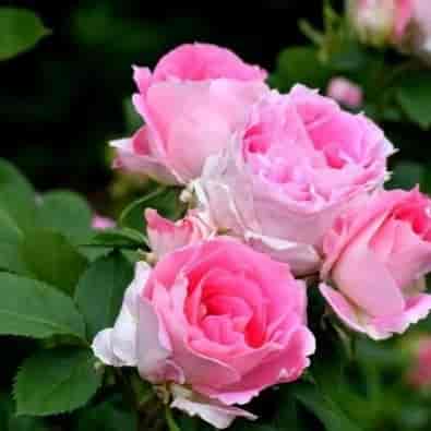 گل رز هلندی صورتی