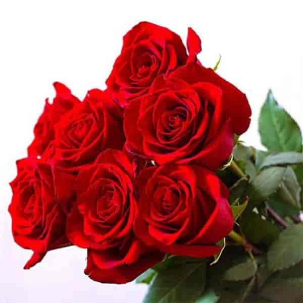 فروش عمده انواع گل های رز هلندی