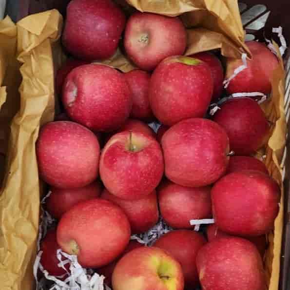 نهال سیب پایه رویشی و پایه مالینگ