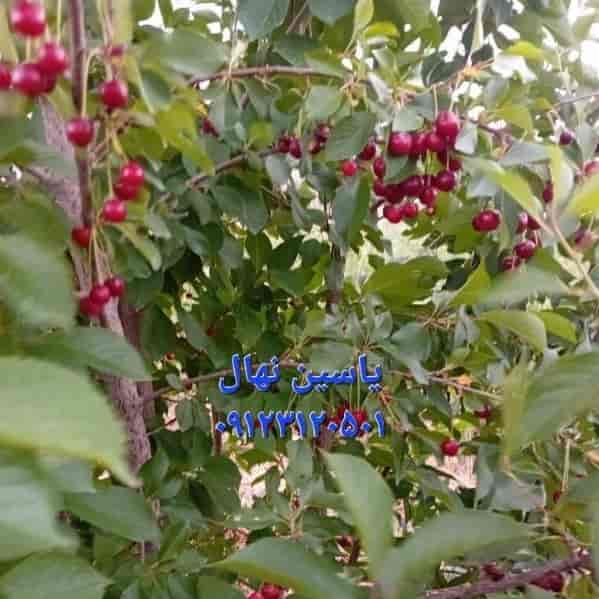 نهال آلبالو