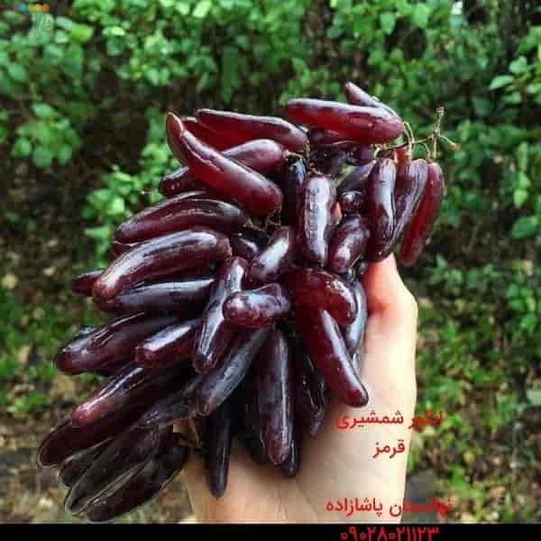 انگور شمشیری قرمز